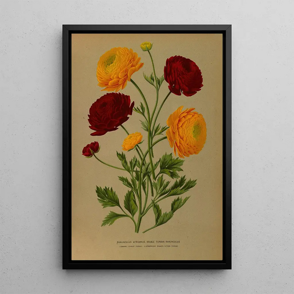Reproductie van het schilderij van een Afrikaanse dubbele tulp - Arentina Hendrica Arendsen