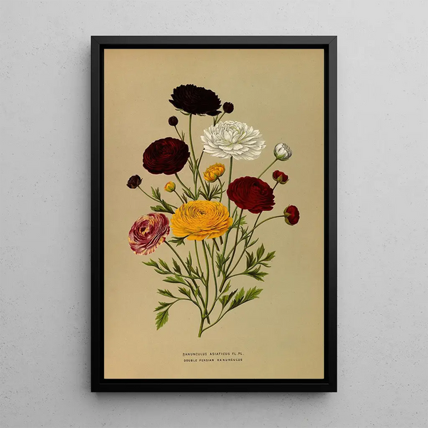 Reproductie van het schilderij Aziatische dubbele Chinese anemoon - Arentina Hendrica Arendsen