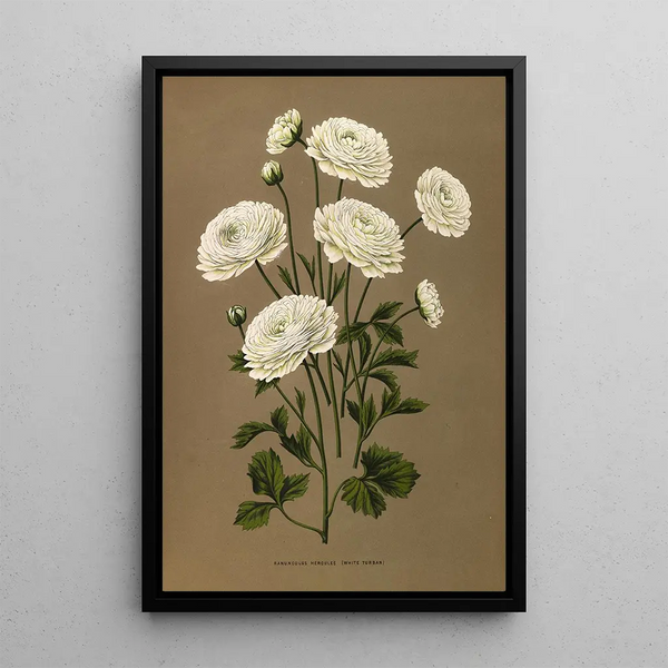 Ranunculus Hercules witte tulband - Arentina Hendrica Arendsen — ingelijst kunstwerk aan de muur