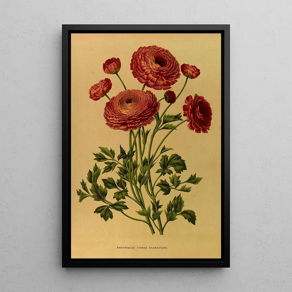 Renoncule turban grandiflora - Arentina Hendrica Arendsen — ingelijst kunstwerk aan de muur