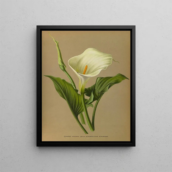 Richardia africana - Arentina Hendrica Arendsen — ingelijst kunstwerk aan de muur