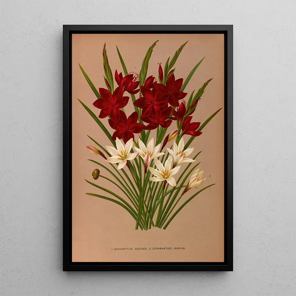 Schizostylis coccinea Zephyranthes candida - Arentina Hendrica Arendsen — ingelijst kunstwerk aan de muur