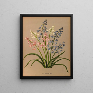 Arentina Hendrica Arendsen - Scilla Campanulata Varr.webp