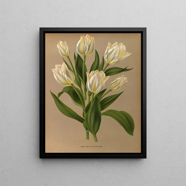 Arentina Hendrica Arendsen - Single Early Tulip La Laitiere.webp