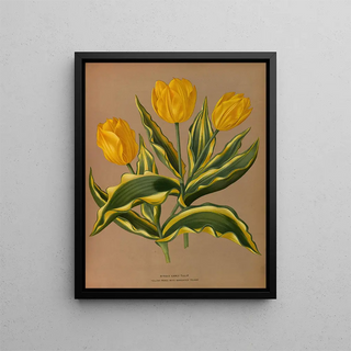 Arentina Hendrica Arendsen - Single Early Tulip Yellow Prince With Vartecated Foliage.webp