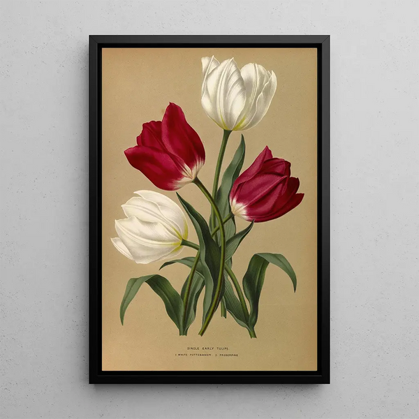 Reproductie van het schilderij Tulpen eenvoudige vroege witte Pottebakker Proserpine - Arentina Hendrica Arendsen