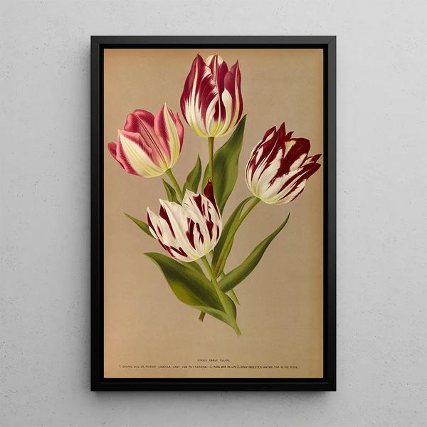 Tulpen eenvoudige vroege 2 - Arentina Hendrica Arendsen — ingelijst kunstwerk aan de muur