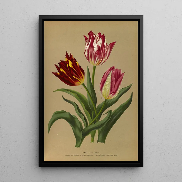 Reproductie van het schilderij Tulpen eenvoudige vroege 3 - Arentina Hendrica Arendsen