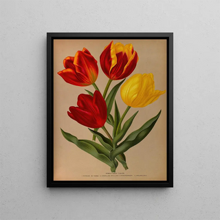 Arentina Hendrica Arendsen - Single Early Tulips 4.webp