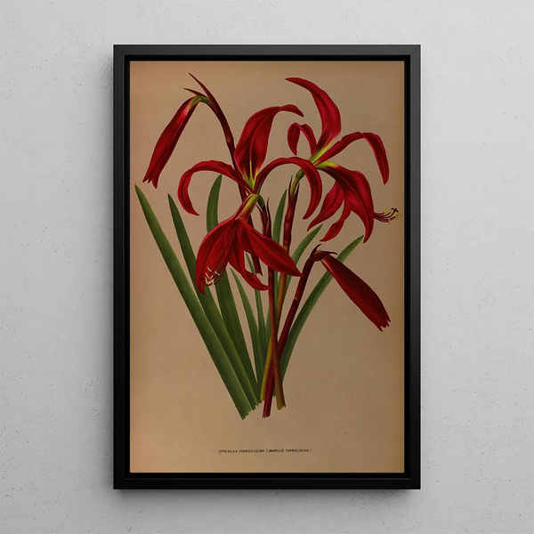 Reproductie van het schilderij Sprekelia formosissima Amaryllis formosissima - Arentina Hendrica Arendsen