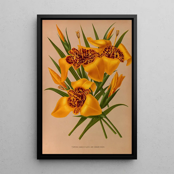 Tigridia conchiflora variété canariensis - Arentina Hendrica Arendsen — ingelijst kunstwerk aan de muur