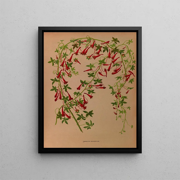 Tropaeolum pentaphyllum - Arentina Hendrica Arendsen — ingelijst kunstwerk aan de muur