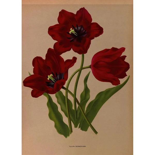 Tulipa gesneriana - Arentina Hendrica Arendsen — ingelijst kunstwerk aan de muur
