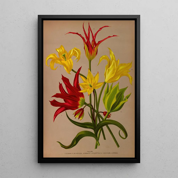 Tulipa - Arentina Hendrica Arendsen — ingelijst kunstwerk aan de muur