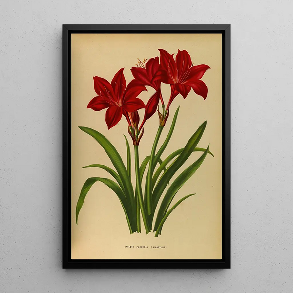 Reproductie van het schilderij Vallota pourpre amaryllis - Arentina Hendrica Arendsen