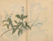 schetsboek Pl005 - Ariyoshi Kondo — weergave van het kunstwerk