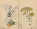 schetsboek Pl027 - Ariyoshi Kondo — weergave van het kunstwerk