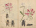 schetsboek Pl044 - Ariyoshi Kondo — weergave van het kunstwerk