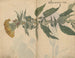 schetsboek Pl049 - Ariyoshi Kondo — weergave van het kunstwerk