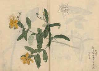 Ariyoshi Kondo - Sketchbook Pl052.webp