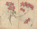 schetsboek Pl056 - Ariyoshi Kondo — weergave van het kunstwerk