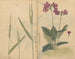 schetsboek Pl073 - Ariyoshi Kondo — weergave van het kunstwerk