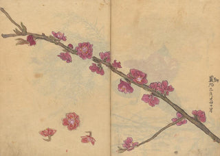 Ariyoshi Kondo - Sketchbook Pl091.webp