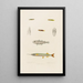 Hemiramphus Picarti Gadiculus argenteus Lepadogaster lineatus Lepadogaster maculatus Lepadogaster punctatus - Arthus Bertrand — ingelijst kunstwerk aan de muur