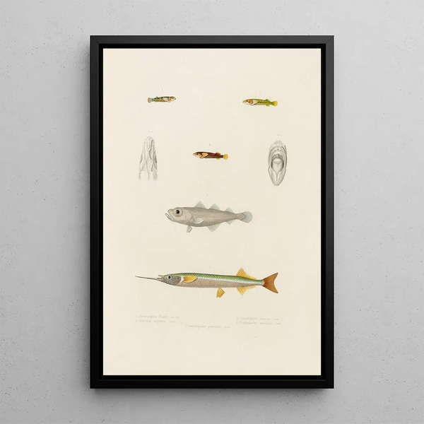 Hemiramphus Picarti Gadiculus argenteus Lepadogaster lineatus Lepadogaster maculatus Lepadogaster punctatus - Arthus Bertrand — framed artwork on a wall