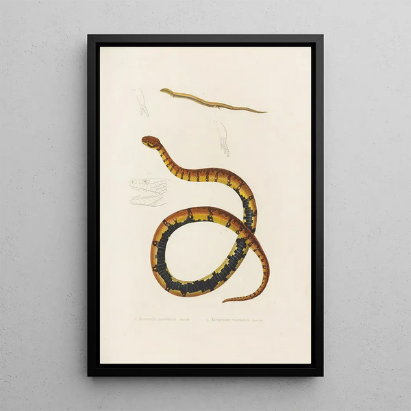 Heteromeles Mauritanius Macroprotodon Mauritanicus - Arthus Bertrand — framed artwork on a wall