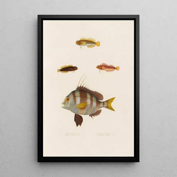 Pagrus auriga Blennius lineatus Blennius inaequalis Tripterygion melanurus - Arthus Bertrand — framed artwork on a wall