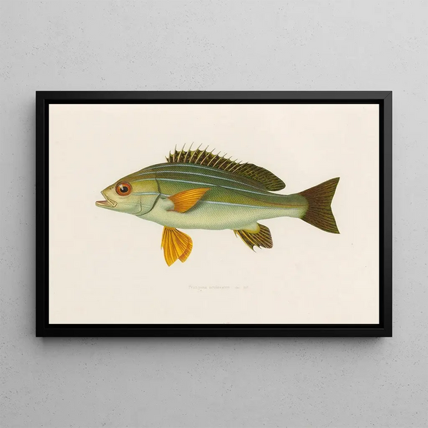 Arthus Bertrand - Pristipoma octolineatum.webp