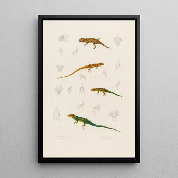 Stenodactylus Mauritanicus Lacerta perspicillata Eremias pardalis Lacerta perspicillata - Arthus Bertrand — framed artwork on a wall