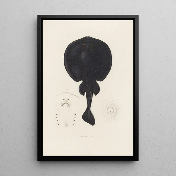 Torpedo nigra - Arthus Bertrand — framed artwork on a wall