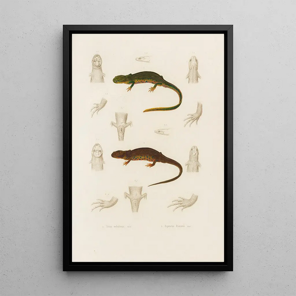 Triton nebulosus Euproctus Rusconii - Arthus Bertrand — framed artwork on a wall