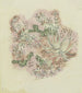 Studie van planten 3 - August Babberger — weergave van het kunstwerk