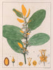 A. Erythroxylum Suberosum B. Erythroxylum Deciduum - Auguste de Saint-Hilaire — weergave van het kunstwerk