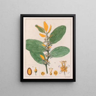 Auguste de SaintHilaire - A Erythroxylum Suberosum B Erythroxylum Deciduum.webp