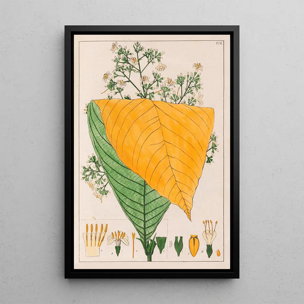 Reproductie van het schilderij B Exostema Australe A Exostema Cuspidatum - Auguste de Saint-Hilaire