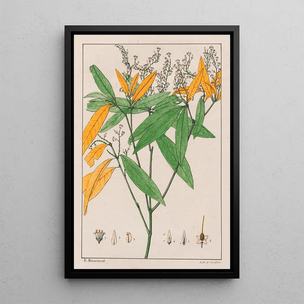 Conohoria Lobolobo - Auguste de Saint-Hilaire — ingelijst kunstwerk aan de muur