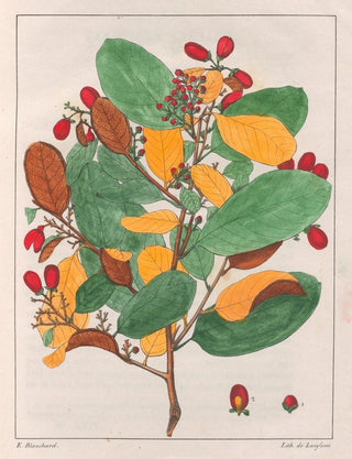 Auguste de SaintHilaire - Davilla Elliptica.webp