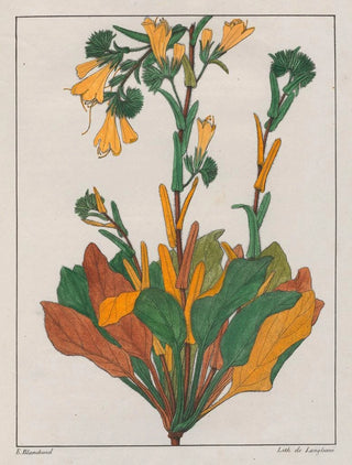 Auguste de SaintHilaire - Echium Plantagineum.webp