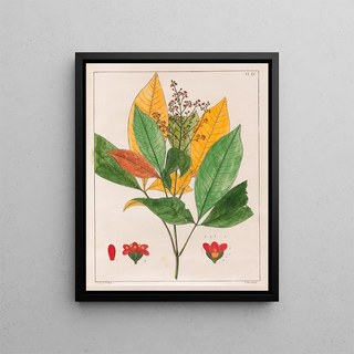 Auguste de SaintHilaire - Evodia Febrifuga.webp