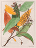 Gomphia hexasperma - Auguste de Saint-Hilaire — weergave van het kunstwerk