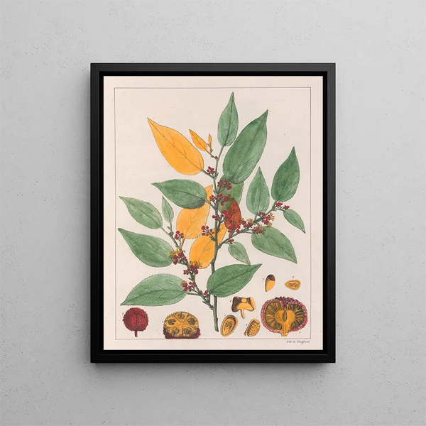 Auguste de SaintHilaire - Guazuma Ulmifolia.webp