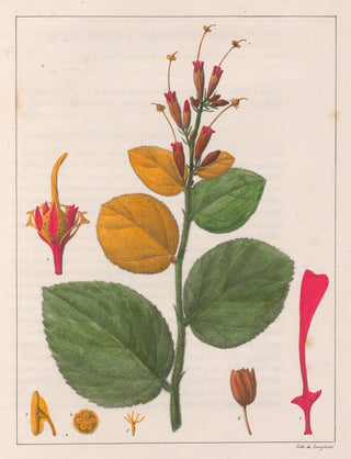 Auguste de SaintHilaire - Helicteres Sacarolha.webp