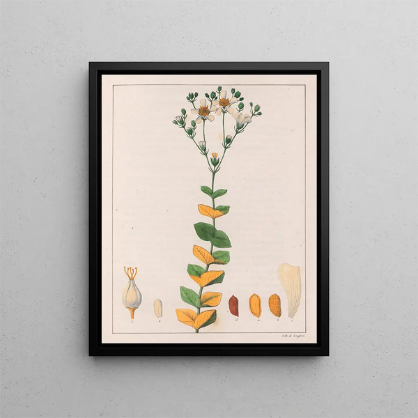 Hypericum connatus - Auguste de Saint-Hilaire — ingelijst kunstwerk aan de muur