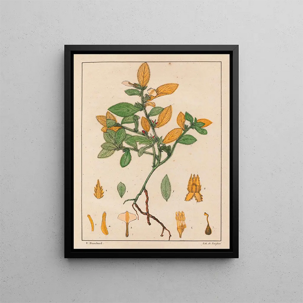 Ionidium ipecacuanha - Auguste de Saint-Hilaire — ingelijst kunstwerk aan de muur