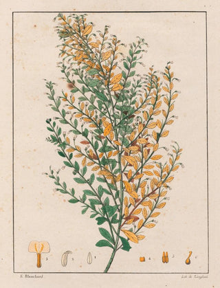 Auguste de SaintHilaire - Ionidium Parviflorum.webp