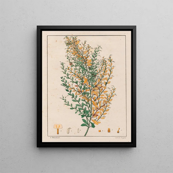 Ionidium parviflorum - Auguste de Saint-Hilaire — ingelijst kunstwerk aan de muur